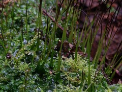 Anthoceros