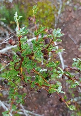 Anisodontea fruticosa