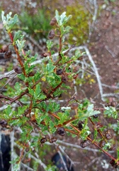 Anisodontea fruticosa