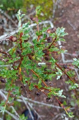 Anisodontea fruticosa