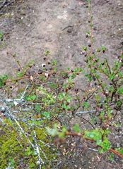 Anisodontea fruticosa
