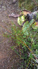 Anisodontea fruticosa