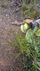 Anisodontea fruticosa