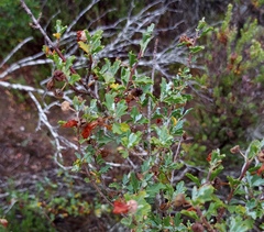 Anisodontea fruticosa
