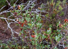 Anisodontea fruticosa