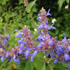 Salvia polystachia