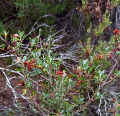 Anisodontea fruticosa
