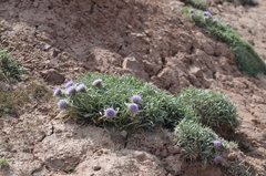 Saussurea leucophylla