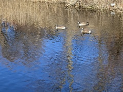 Branta canadensis