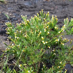Tagetes filifolia