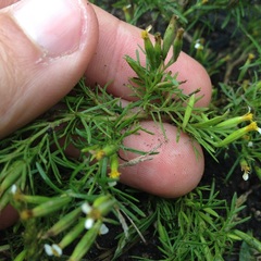 Tagetes filifolia