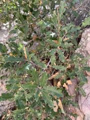 Quercus pungens