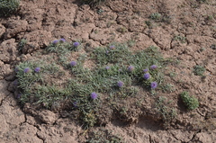 Saussurea leucophylla
