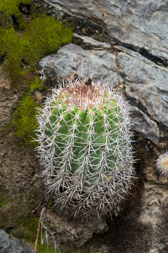 Parodia ocampoi