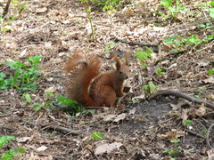 Sciurus vulgaris