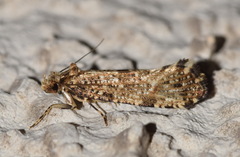 Morophaga choragella