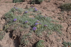 Saussurea leucophylla