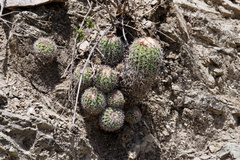 Parodia ocampoi