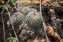Parodia ocampoi