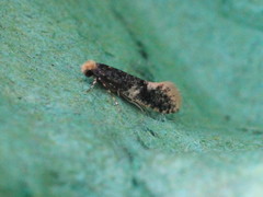 Monopis weaverella