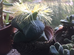 Pleiospilos