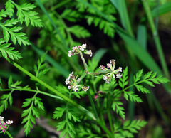 Torilis arvensis purpurea