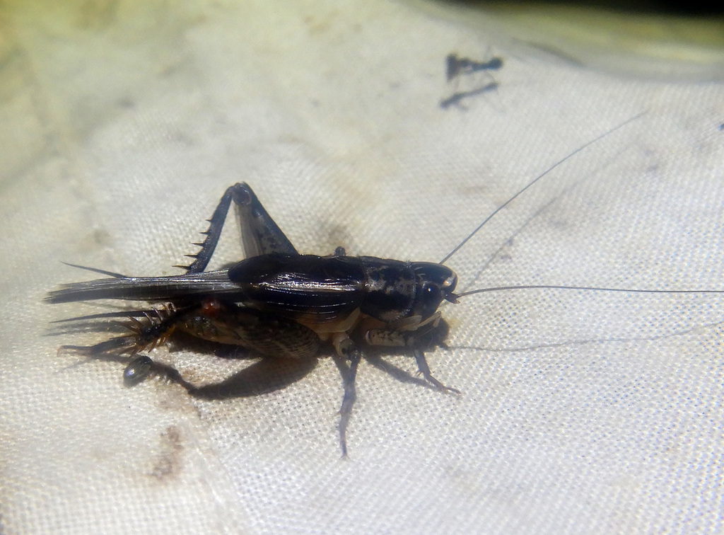 Queensland Flat-head Cricket