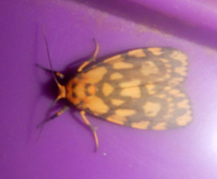 Miltochrista quadrilineata