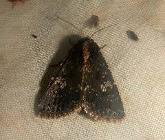Condica dolorosa