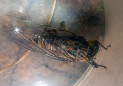 Pauropsalta