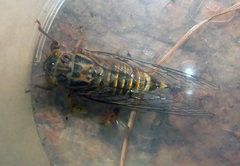 Pauropsalta