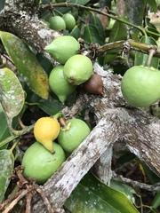 Garcinia xanthochymus