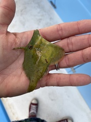 Monacanthus ciliatus