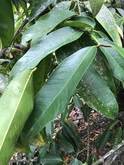 Garcinia xanthochymus