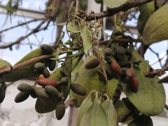 Struthanthus interruptus