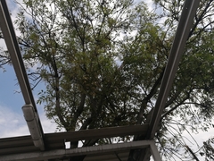 Struthanthus interruptus