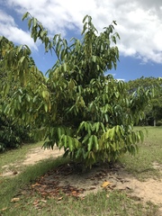 Garcinia xanthochymus