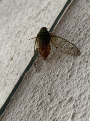 Cicadettinae