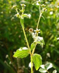 Galinsoga quadriradiata