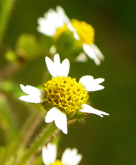 Galinsoga quadriradiata