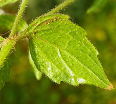 Galinsoga quadriradiata