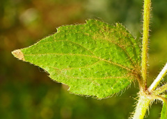 Galinsoga quadriradiata