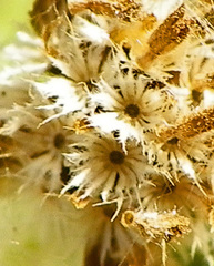 Galinsoga quadriradiata