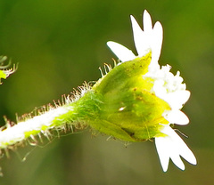 Galinsoga quadriradiata