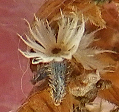 Galinsoga quadriradiata