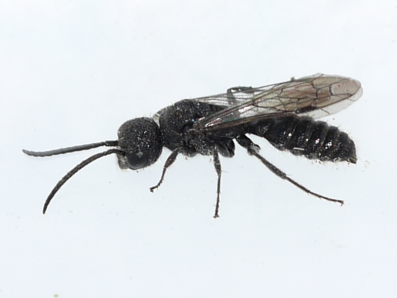 Myrmosid Wasps