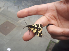 Arctia villica konewkaii