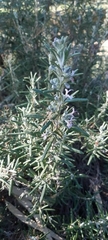 Salvia rosmarinus