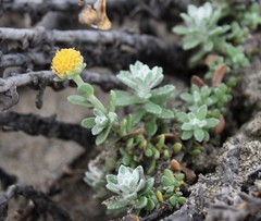 Achillea maritima maritima