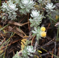 Achillea maritima maritima